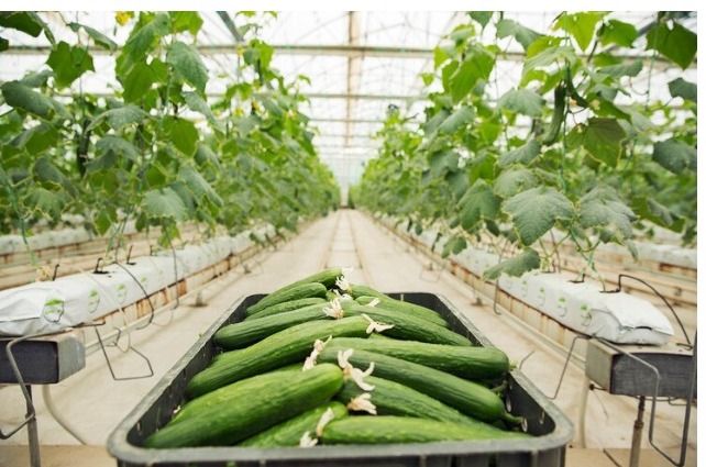 Agriculture Packaging